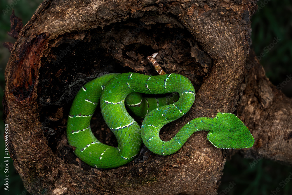 Φωτογραφία Sulawesi keeled green pit viper (Tropidolaemus laticinctus) is an endemic venomous snake species from Sulawesi Island, Indonesia