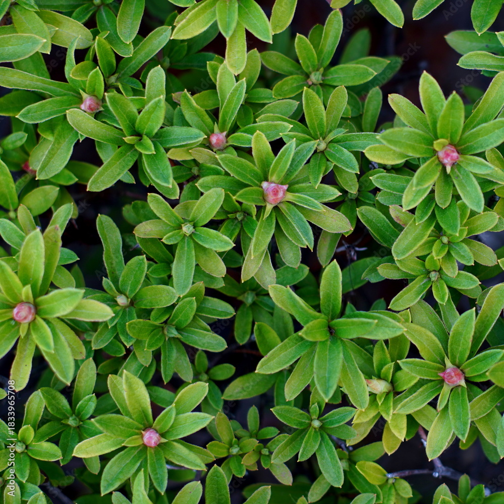 Obraz premium 緑の生垣