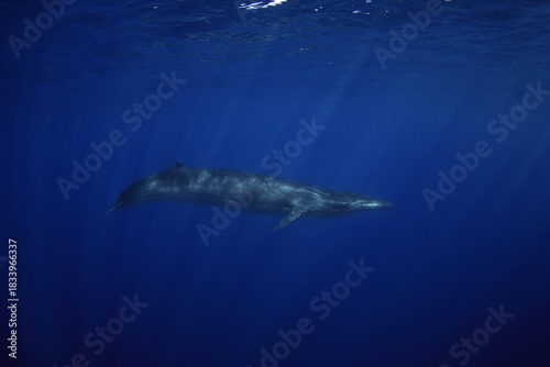 The Bryde's whale is looking for food. The Balaenoptera brydei in Magdalena Bay is searching for sardines.