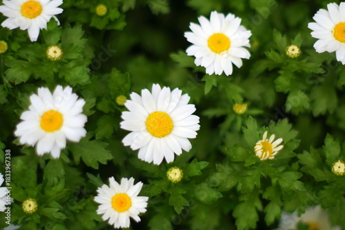 カンシロギク（寒白菊・ノースポールギク）