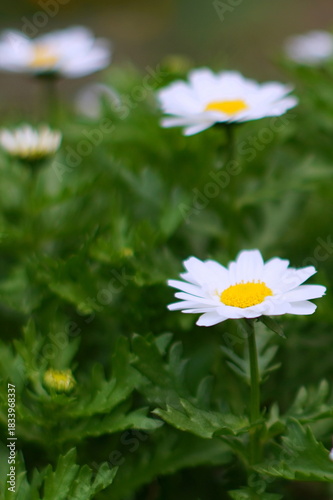 カンシロギク（寒白菊・ノースポールギク）