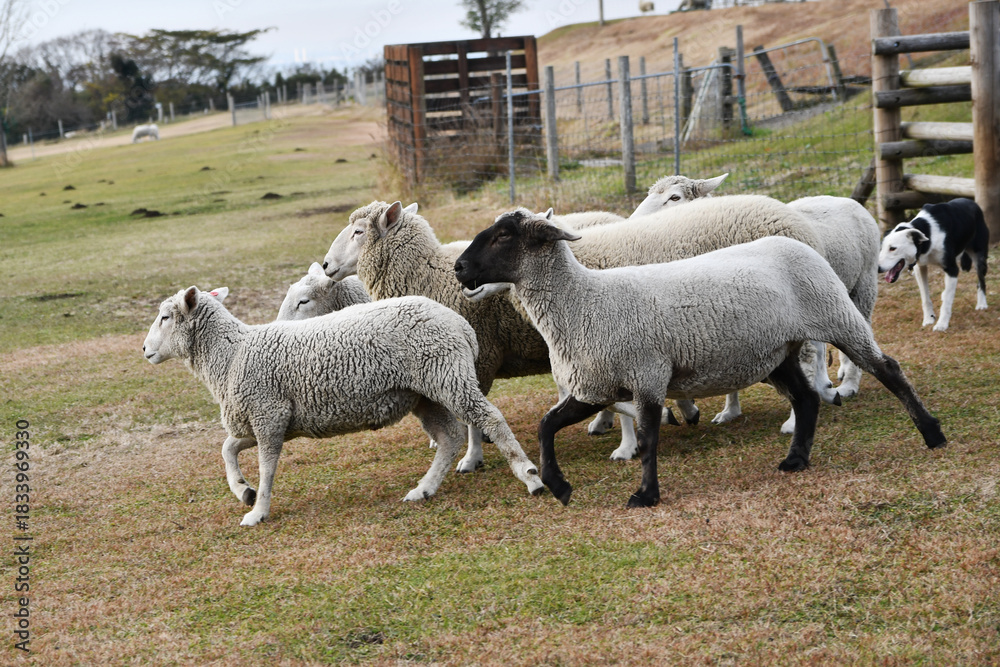 Obraz premium 羊と牧羊犬