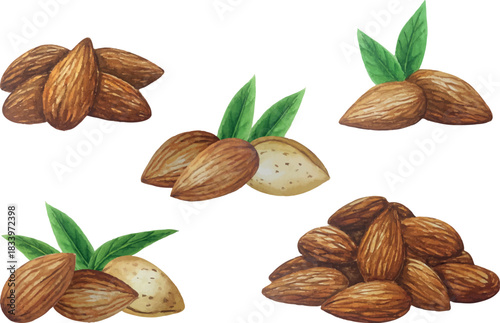 Vector almond composition group. White background. For your design