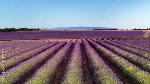Lavender flowers blossoming on the plateau of Valensole in the Povernce during a summer day. Overhead drone view.