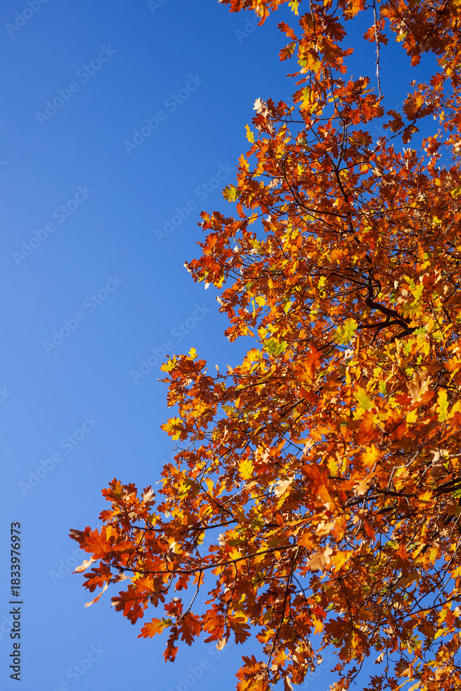 Fototapeta premium Bunt verfärbte Eichenblätter im Herbst an einem Baum