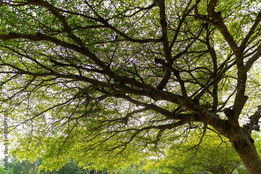 Fototapeta premium Sunlight filtering through green leaves and tree canopies, creating a calm natural background.