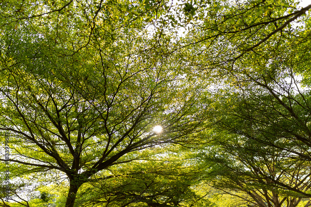 Obraz premium Sunlight filtering through green leaves and tree canopies, creating a calm natural background.