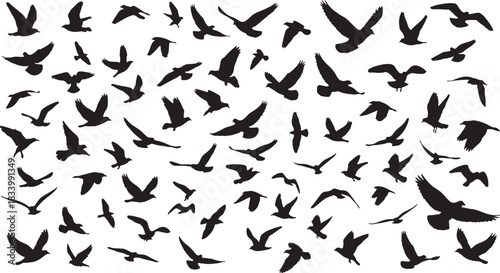 black silhouette of bird flock flying on white background, vector
