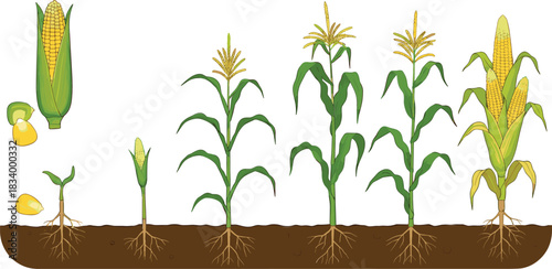 Corn plant growth stages vector illustration showing maize development from seed germination to harvest