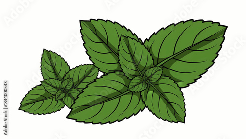 Fresh Green Herb Leaves Isolated on White Background Natural Ingredient Illustration