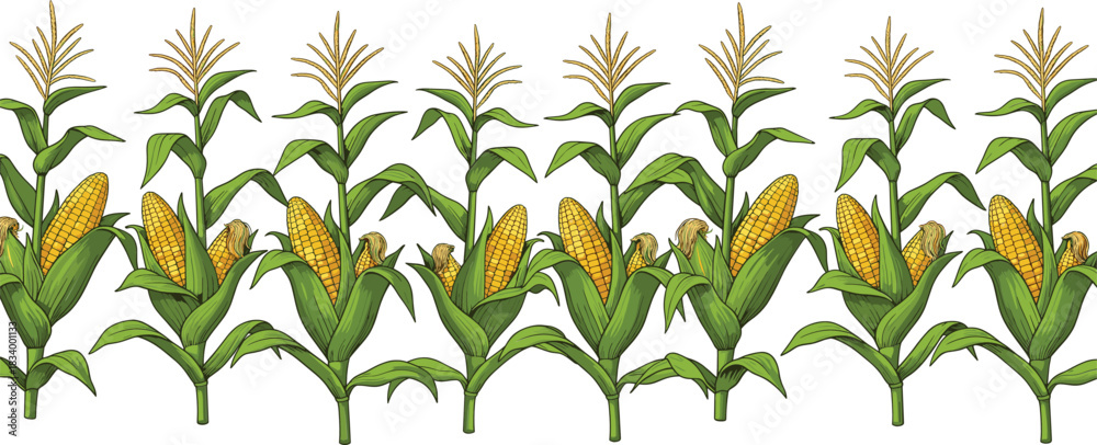 Obraz premium Corn plant pattern vector illustration showing ripe maize cobs and green leaves arranged in seamless agricultural design