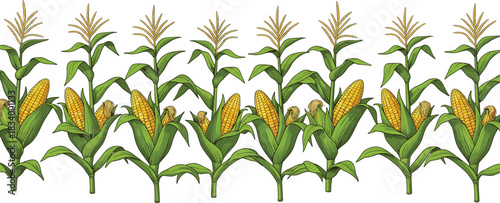 Corn plant pattern vector illustration showing ripe maize cobs and green leaves arranged in seamless agricultural design