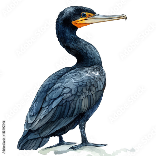 Foto High-resolution watercolor painting vector of Cormorant, isolated on a white background