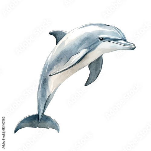 Watercolor vector illustration of Dolphin, isolated on a white background.