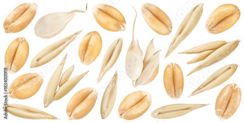 Wheat seeds and oat grains isolated on white background, collection