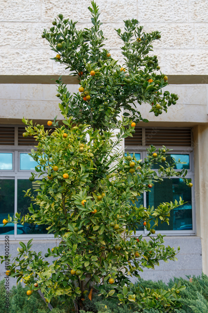 Fototapeta premium house in the garden