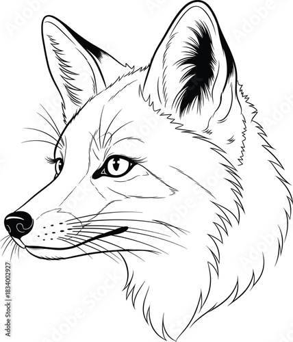 Fox Face Illustration – Isolated on Transparent Background Detailed Wild Fox Head Line Art Vector