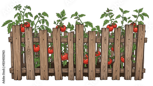 Wooden fence with tomato plants and ripe red tomatoes