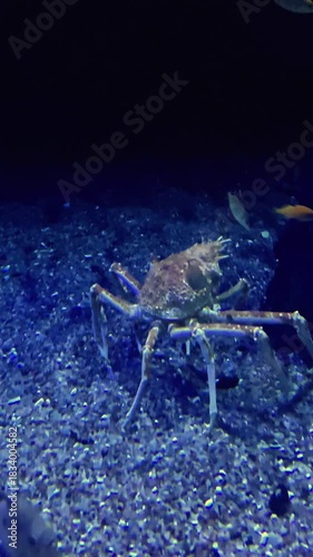 Crab fish aquarium