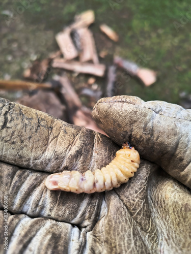 Larva of woodworm