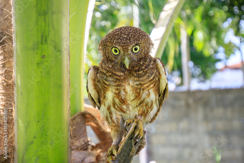 Obraz na plátně Owls are cute and harmless animals.