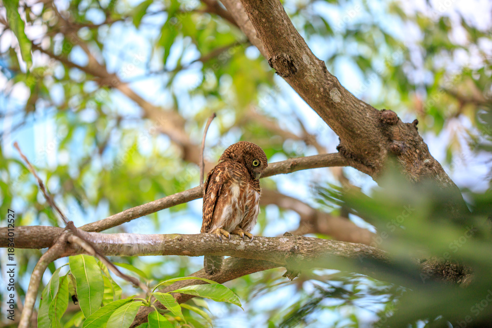Fototapeta premium Owls are cute and harmless animals.