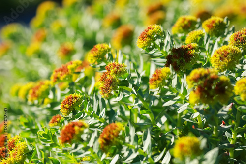 Medical plant Rosenroot (Rhodiola rosea)