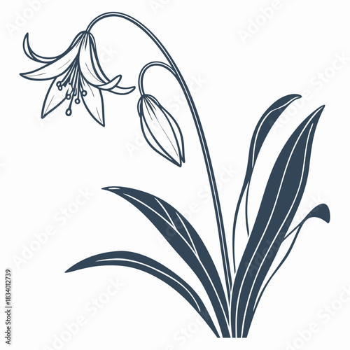 erythronium albidum flower with leaves