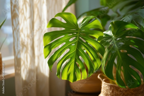 Green monstera leaves close-up in bright living room, stylish urban jungle interior