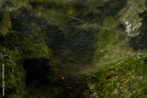 A spider web in the hollow of a tree