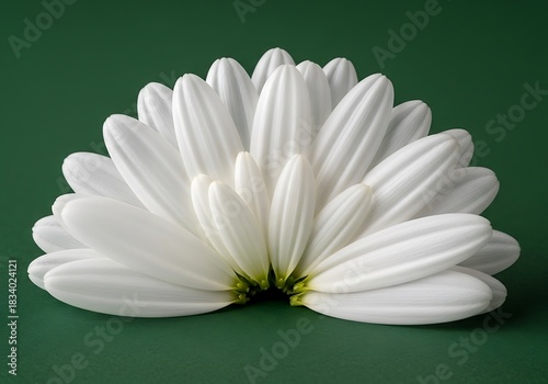 Serene beauty of a pure white daisy against a muted deep green backdrop