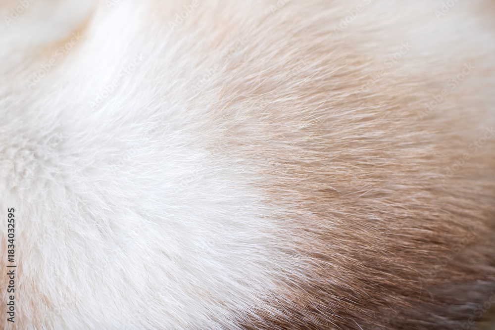 Obraz premium Pet fur detail, Intimate shot highlighting gentle softness and rich warmth of animal fur