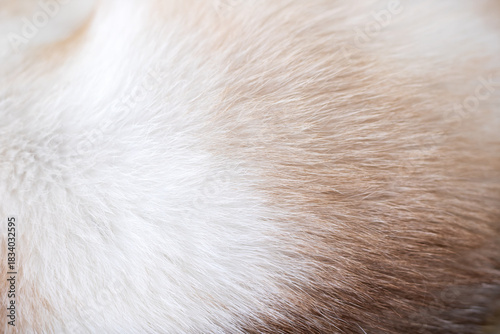 Pet fur detail, Intimate shot highlighting gentle softness and rich warmth of animal fur