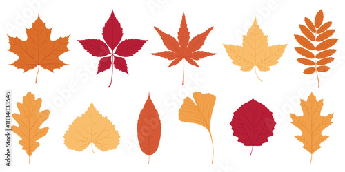Collection of bright colorful autumn leaves in various shapes and hues isolated on a white background. Vector foliage illustration.	