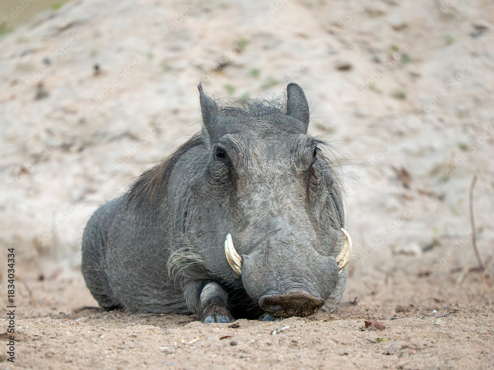 Fototapeta premium Warzenschwein