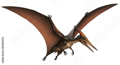 Pterodactyl soars with wings spread against a simple solid plane on transparent background