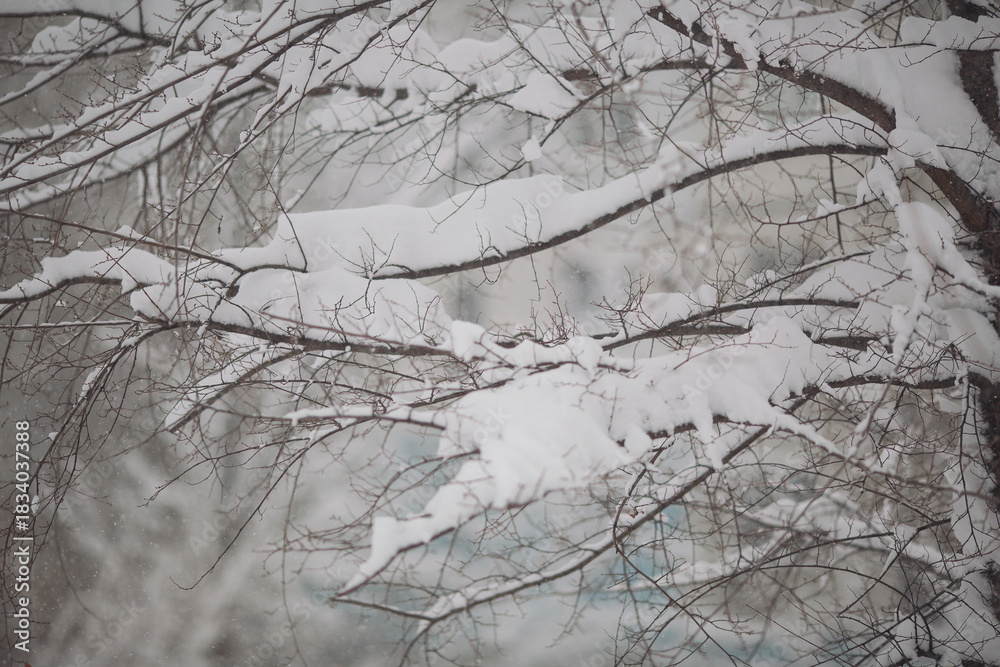 Obraz premium Snow covers tree branches in winter, creating a quiet landscape in a suburban setting during a snowfall event in the afternoon