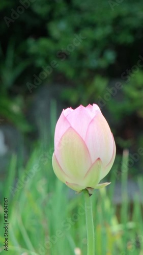A lotus flower blooming in a pond at a nature park.