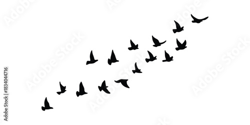 Flying Birds Silhouette Vector Flock in Motion. Bird Flock Silhouette Illustration