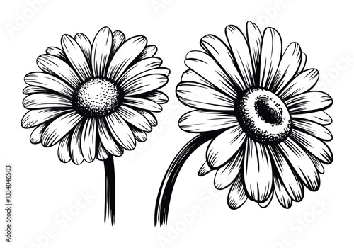 Elegant black ink line drawings of two Gerbera daisies with detailed petals and centers, perfect for floral branding, decoration, or botanical themes