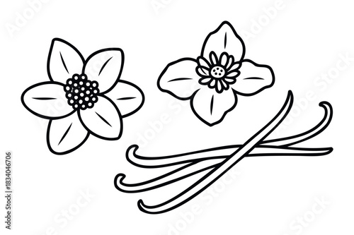 Line art of delicate vanilla flowers with blooming petals and aromatic pods, perfect for culinary and botanical themes