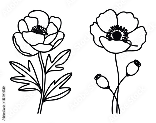 Delicate line drawings of blooming poppies and seed pods suitable for floral arrangements, stationery, and nature themed projects