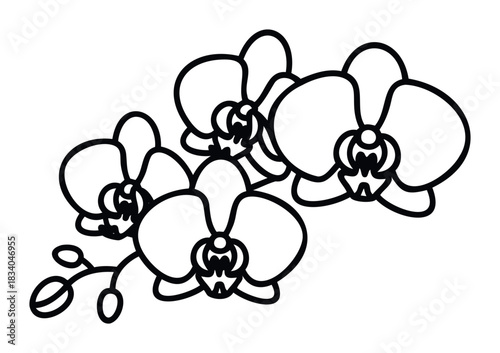 Elegant line art depiction of phalaenopsis orchid blossoms and buds presented on a branch, perfect for botanical graphics and floralthemed projects.
