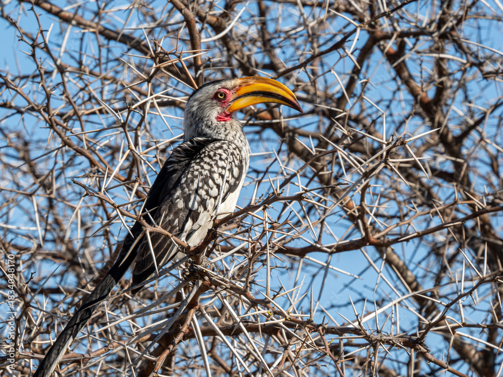 Naklejka premium Gelbschnabeltoko