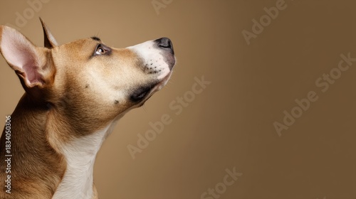liberality. Closeup portrait of an adorable dog with soft lighting and copy space. wildlife magazines, conservation campaigns, designed for nature documentaries and education.
