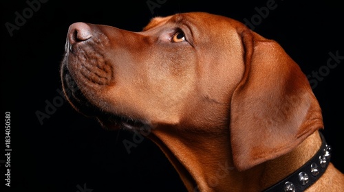 liberality. Closeup portrait of an adorable dog with soft lighting and copy space. wildlife magazines, conservation campaigns, designed for nature documentaries and education.
