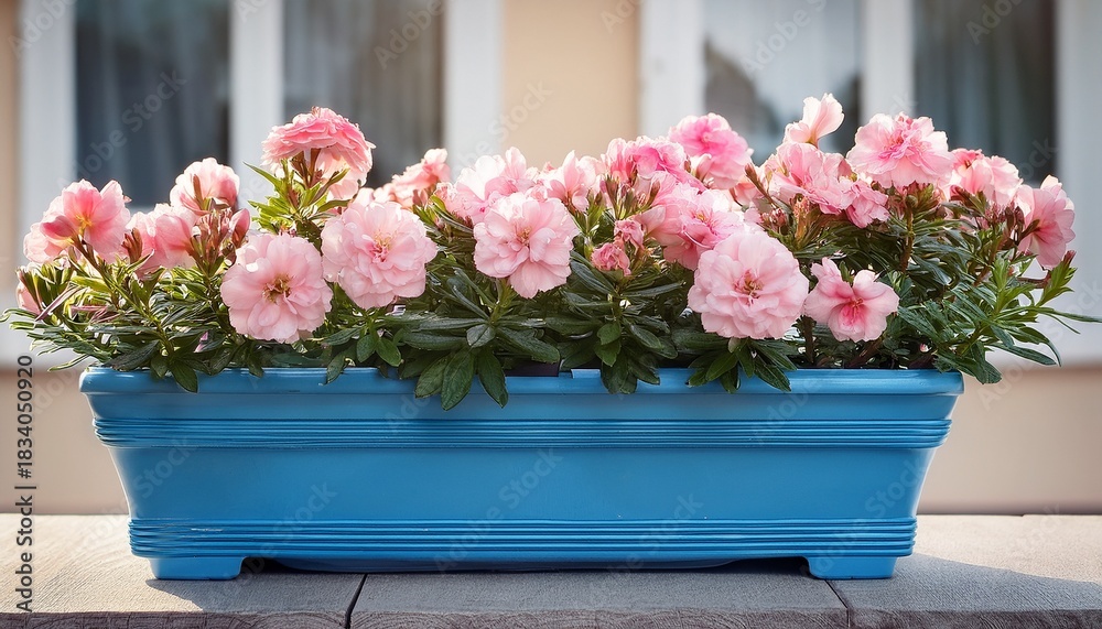 Fototapeta premium Pink Flowers In Blue Planter