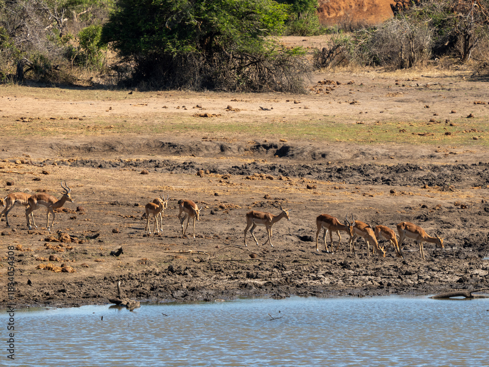 Fototapeta premium Impala