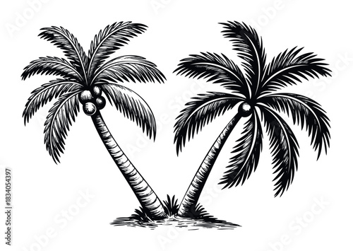 Striking black and white sketch of two leaning palm trees with coconuts and foliage, ideal for tropical themes and summer promotions