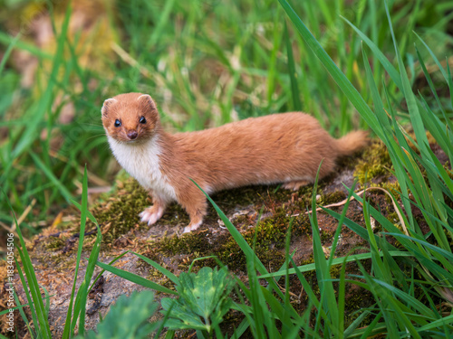 A Weasel Standing on a Log